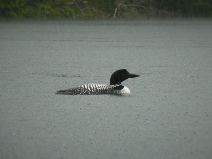 Loon-rain1
